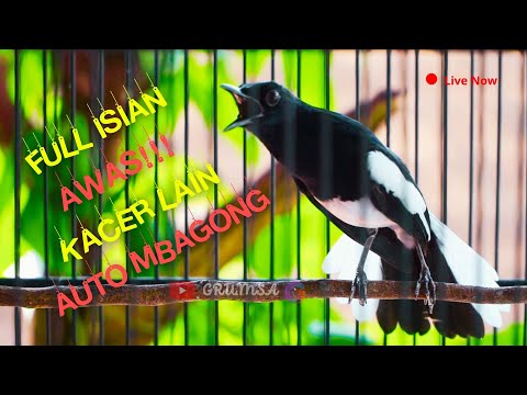 Kacer  Tembakan Pedes Buat Kacer Lain Bongkar Materi! Roll Temabak Rapat