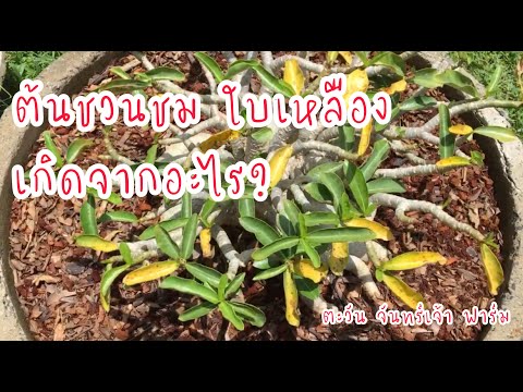 ชวนชมใบเหลืองเกิดจากอะไร ชวนชมใบเหลืองเกิดจากอะไร
