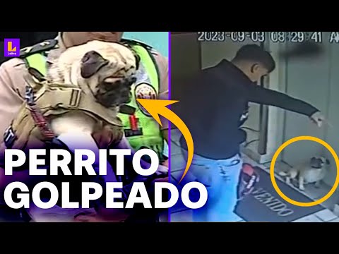 Joven es detenido por golpear a su mascota: El perrito tiene un hematoma en la parte del vientre