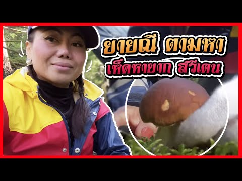 พี่น้อง-เบิ่งคลิปเก็บเห็ดไปก่อ พี่น้อง-เบิ่งคลิปเก็บเห็ดไปก่อ