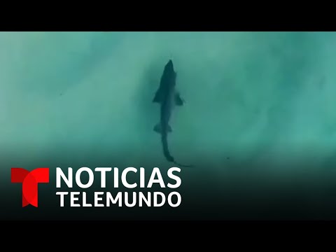 Los tiburones llegaron mientras ellos se bañaban en la playa | Noticias Telemundo