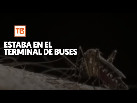 Encuentran mosquito portador del dengue en Los Andes