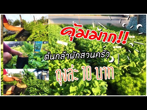 ต้นกล้าผักสวนครัวถุงล่ะ10บาท