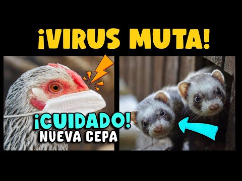 ¡CUIDADO! CIENTÍFICOS ALERTAN NUEVA CEPA DE LA GRIPE AVIAR H5N1 ALTAMENTE TRANSMISIBLE EN HURONES