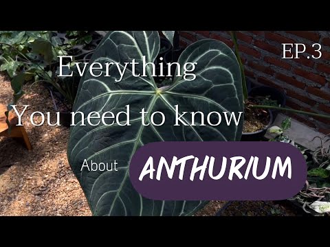 Madam T Channel EverythingyouneedtoknowaboutanthuriumEP.3