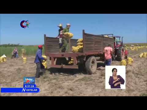 Cuba: Continúa cosecha de papa en Pinar del Río