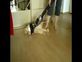 Vacuuming my cat