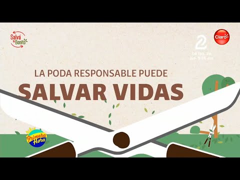 En el marco del Día Mundial de la Educación Ambiental, CLARO promueve la poda responsable de árboles
