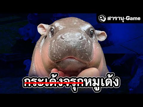 หมูเด้งมหากาพย์ความมีมทะลวงวง