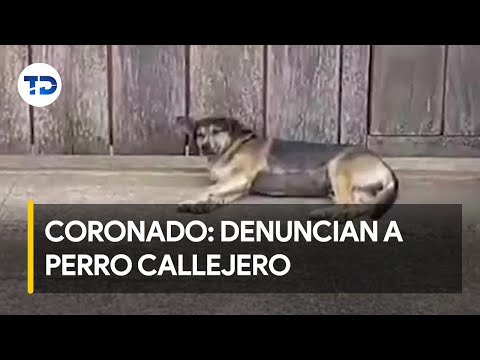 Vecinos de Coronado denuncian caso de perro callejero, ha mordido a tres personas