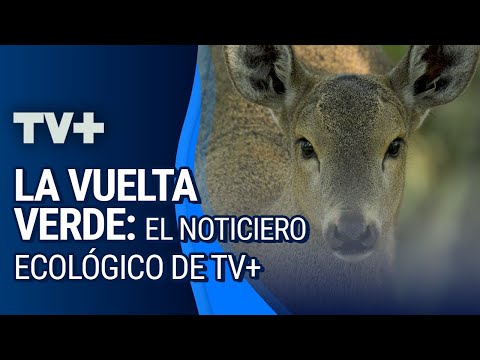 La Vuelta Verde, el noticiero ecológico de TV+