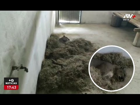 Tacna: Integrantes de una casa se llevan tremenda sorpresa al encontrar un puma en su interior