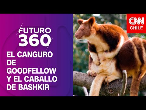 El canguro de goodfellow y el caballo de Bashkir | Animales Sorprendentes en Futuro 360