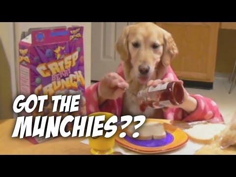 Video: Šuniškas gyvenimas - Atsikeli, pavalgai, eini miegot 
