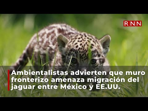 Muro fronterizo amenaza migración del jaguar