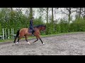 Allround chevaux Talentvol 4 jarig sportpaard Vincent (Van Gogh)