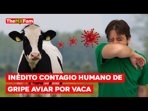 ¡Alerta en EEUU! Primer Caso Humano de Gripe Aviar por Vaca Lechera | TheMXFam