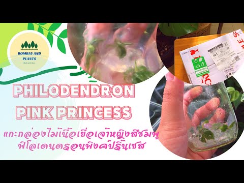 ไม้เนื่อเยื่อPhilodendronPin