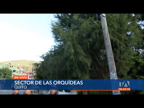 Árboles en el sector de Las Orquídeas generan varios inconvenientes a los moradores