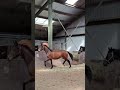 حصان الفروسية Incognito × Johnson (Elite,sport, (PSG))