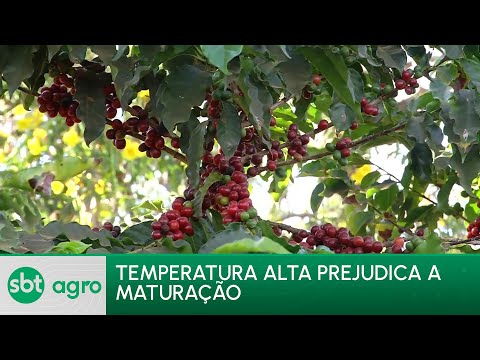 SBT Agro 01/07/24:  Maturação desigual e colheita antecipada nas regiões produtoras de café