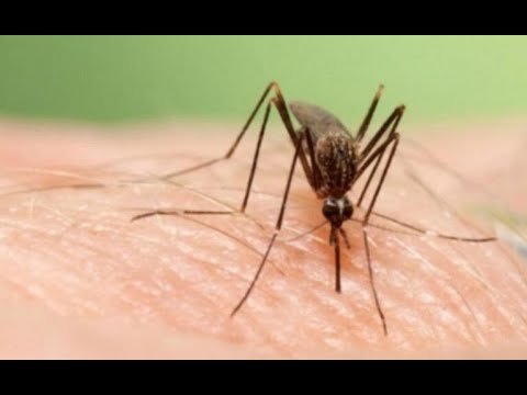Siga las recomendaciones para evitar el dengue