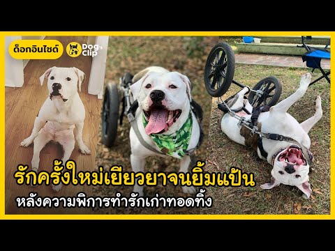 พิตบูลถูกทอดทิ้งเพราะพิการแต่