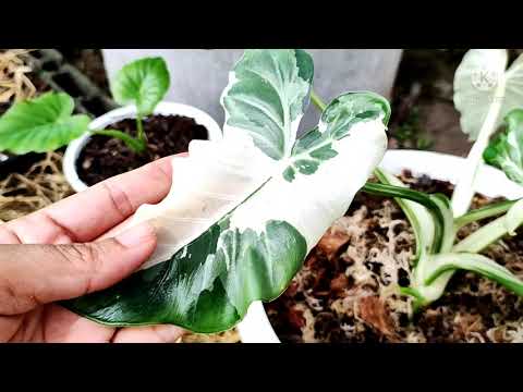 Alocasia-Okinawa-Silver-โอกินา Alocasia-Okinawa-Silver-โอกินา