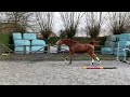 Show jumping horse 3YO Qupido x Vannan