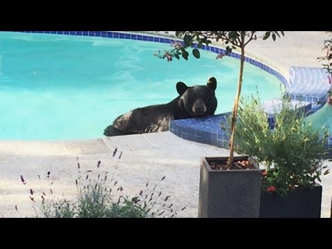 Bear lounges in pool, moves to hot tub in Vancouver yard