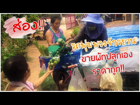 ส่อง!รถพุ่มพวงจักรยานขายผักชา