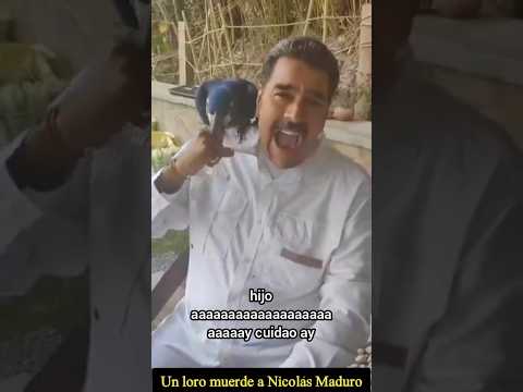 Un ave en exención muerde al presidente venezolano Nicolás Maduro #shorts #maduro #viral