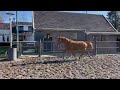 Show jumping horse 3 jarige Ruin van Poker de Mariposa