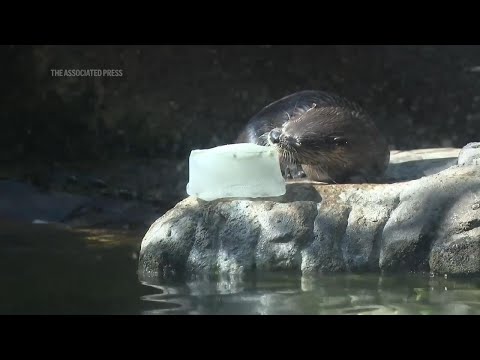 Frozen treats, cold showers and lots of ice; Florida zoo works to protect animals from summer heat