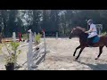 حصان القفز 12-jarige springruin met top bloed (Eldorado vd zeshoek X Ziggy B)
