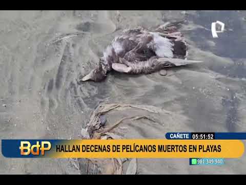 Alerta por influenza aviar: hallan decenas de pelícanos muertos en playas de Cañete