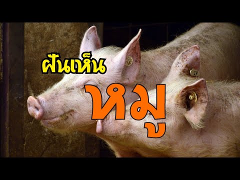 ฝันเห็นหมูทำนายฝันอย่างไรฝั