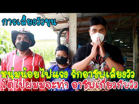 0957590636-การเลี้ยงวัวขุนบ้าน 0957590636-การเลี้ยงวัวขุนบ้าน