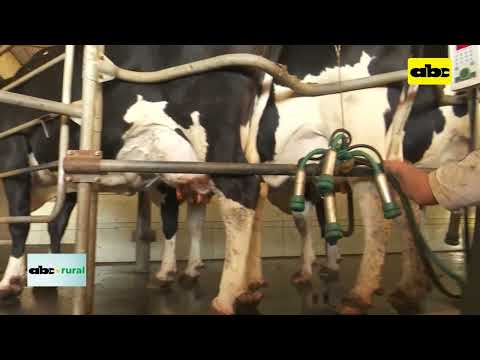 Rutina de ordeño de vacas lecheras y la importancia del personal