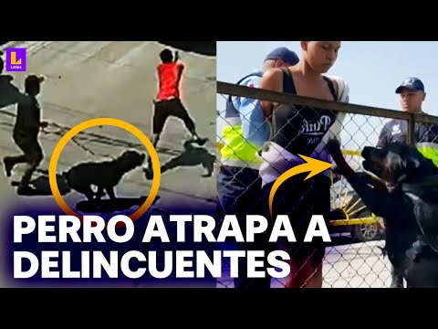 Perro serenazgo atrapa a dos delincuentes: Cámaras de San Juan de Miraflores registraron la captura