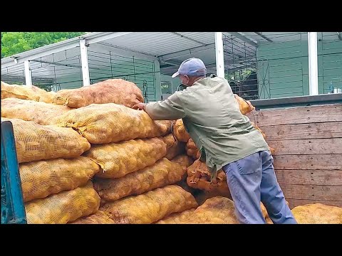 Otro ejemplo de la guerra contra los emprendedores cubanos decomisan toneladas de papa a una Mipyme