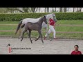 Show jumping horse SPECIAL GOLD VAN'T ASBROEK Z