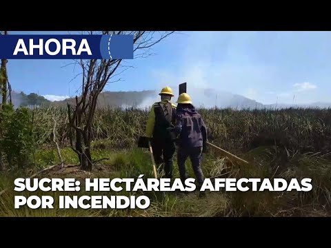 Hectáreas afectadas por incendio en Sucre - 9Ene