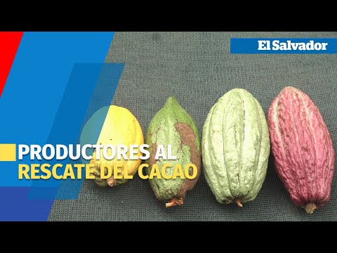 Productores salvadoreños al rescate del cacao