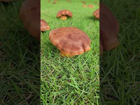 เห็ดผึ้งสวยๆๆmushrooms