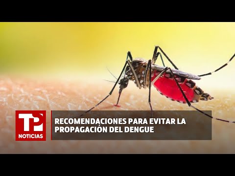 Recomendaciones para evitar la propagación del dengue |01.02.2024| TP Noticias