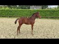 Конкурная лошадь Hengstveulen -Top moederlijn!- Escape Z x Lord Z