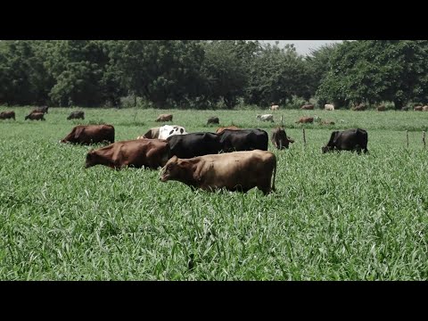 Expertos recomiendan desparasitar al ganado para aumentar la producción