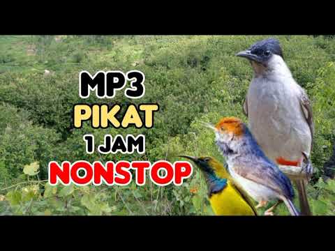 mp3 pikat kutilang ribut kombinasi burung kecil ampuh/kicau atasangin