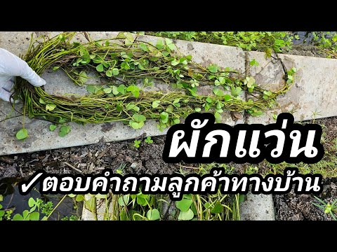 ✅️ตอบคำถามลูกค้าเรื่องผักแว่น